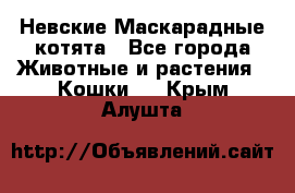 Невские Маскарадные котята - Все города Животные и растения » Кошки   . Крым,Алушта